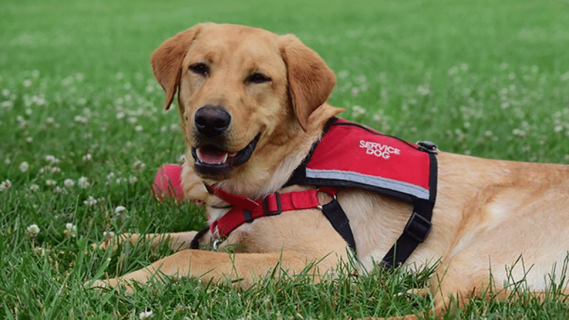 Service dog laying in grass, looking happy